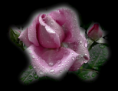 /album/fotogallerij/a1-2-png/
