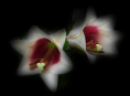 /album/fotogallerij/a7-png/