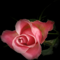 /album/fotogallerij/a9345dbbd-png/