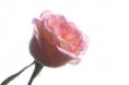 /album/fotogallerij/a1160883389-5-krwv-jpeg/