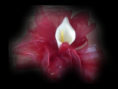 /album/fotogallerij/a10-png/