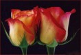 /album/fotogallerij/a1160884643-5-cdbs-jpeg/