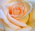 /album/fotogallerij/a1160885830-5-psmp-jpeg/