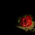 /album/fotogallerij/a1160886147-5-65i-jpeg/