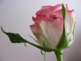 /album/fotogallerij/a1163383407-5-4swd-jpeg/