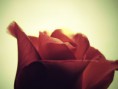 /album/fotogallerij/a1169318069-5-wltb-jpeg/