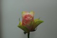 /album/fotogallerij/a1178302499-5-s3fi-jpeg/