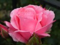/album/fotogallerij/a1178302681-5-arog-jpeg/