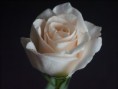 /album/fotogallerij/a1178303709-5-t60z-jpeg/