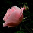 /album/fotogallerij/a1179407504-5-o5ld-jpeg/
