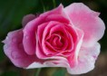 /album/fotogallerij/a1183592792-5-8rdi-jpeg/