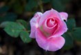 /album/fotogallerij/a1183593644-5-mryt-jpeg/